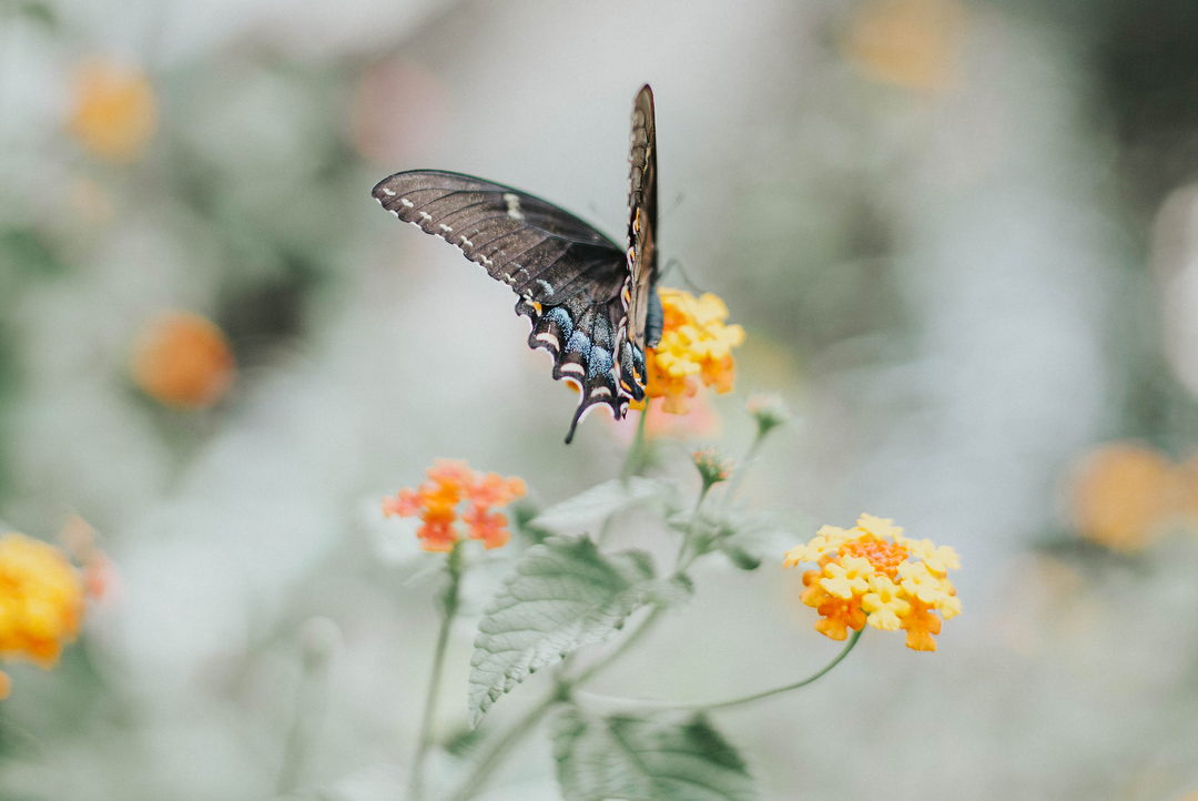 A blue butterfly sitting on an orange flower.